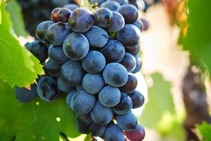 Full-Day Cape Winelands Wine Tour: Paarl, Franschhoek & Stellenbosch Tastings photo 6