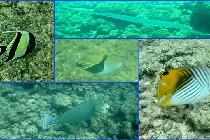 Poipu Sea Kayak Tour: Whale Watching, Turtles & Snorkel in Kauai photo 4