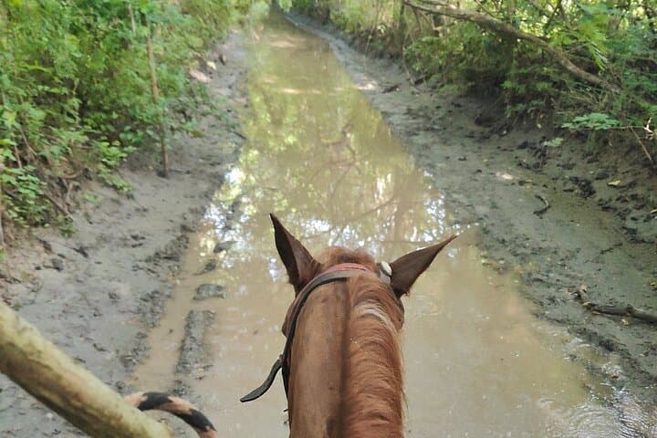 Playa Larga Beach Horseback Ride — 1.5–2 Hour Coastal Trail Near Zihuatanejo