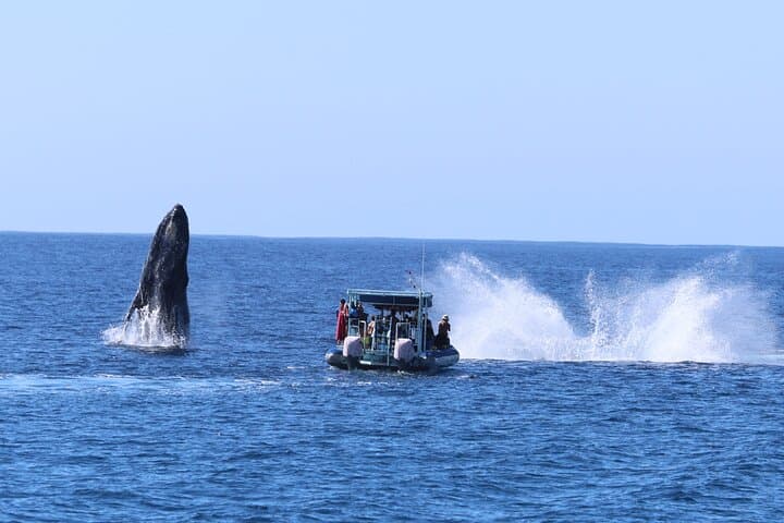 Oahu Speedboat Dolphin Swim: Waianae Wild Dolphins & Turtle Snorkel photo 6