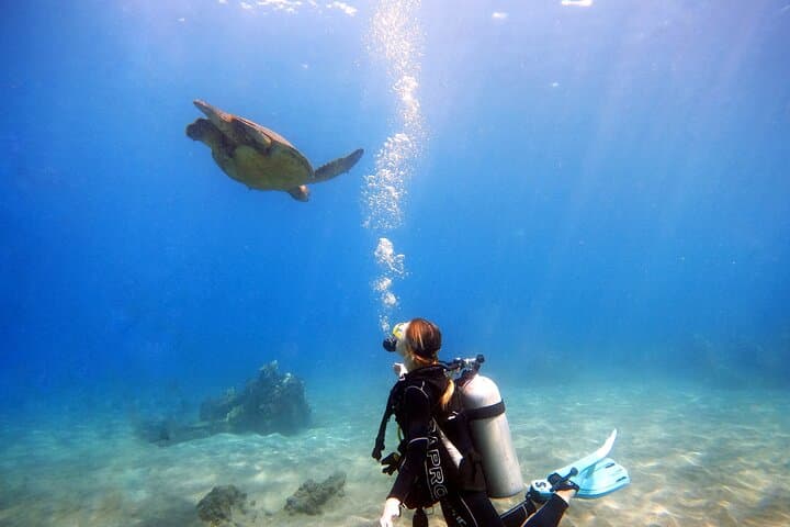 Beginner Scuba Diving in West Maui — Shore Dives with Turtles & Reef Life photo 2