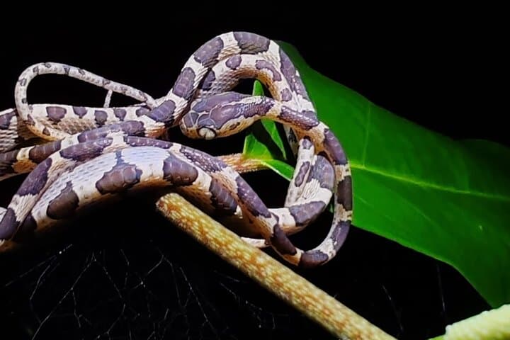 Tortuguero Night Walk: Guided Nocturnal Wildlife Tour