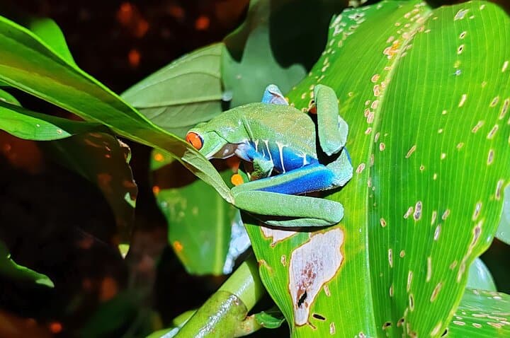 Tortuguero Night Walk: Guided Nocturnal Wildlife Tour photo 2