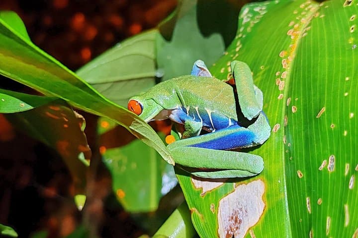Tortuguero Night Walk: Guided Nocturnal Wildlife Tour photo 3