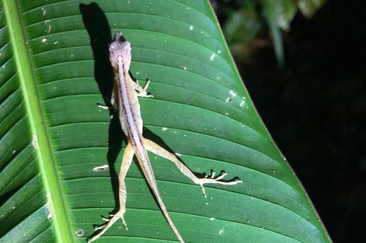 Tortuguero Night Walk: Guided Nocturnal Wildlife Tour photo 4
