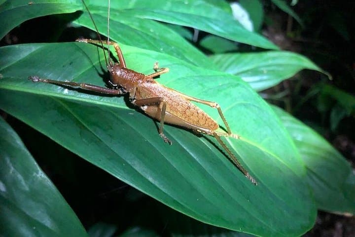 Tortuguero Night Walk: Guided Nocturnal Wildlife Tour photo 5