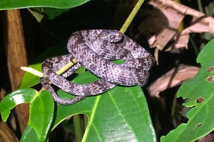 Tortuguero Night Walk: Guided Nocturnal Wildlife Tour photo 6