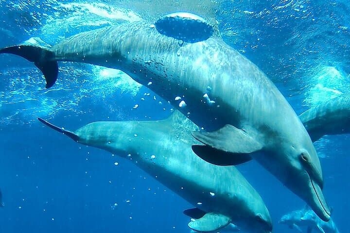 Hurghada Dolphin House VIP: Luxury Yacht Snorkeling with Wild Dolphins