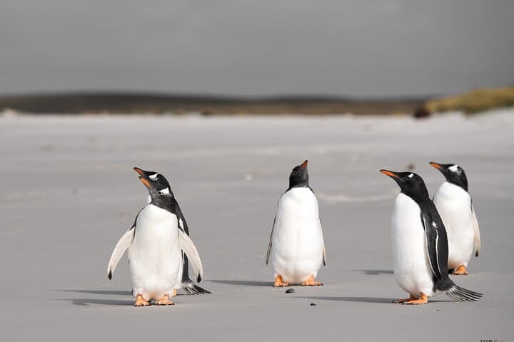 Bertha's Beach Penguin Viewing: Guided Gentoo Colony Tour from Stanley