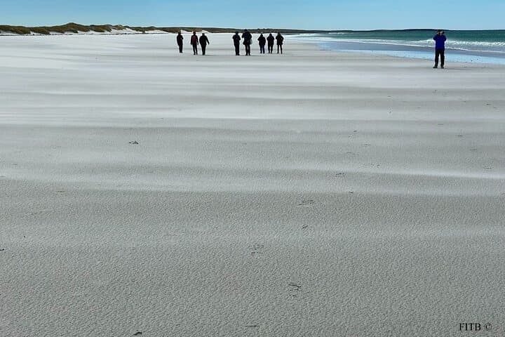 Bertha's Beach Penguin Viewing: Guided Gentoo Colony Tour from Stanley photo 3