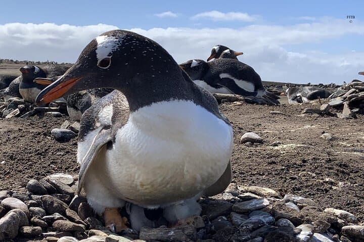 Bertha's Beach Penguin Viewing: Guided Gentoo Colony Tour from Stanley photo 5