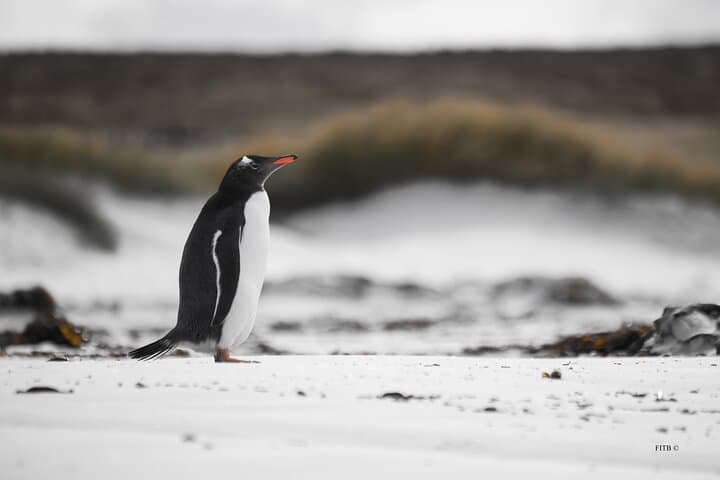 Bertha's Beach Penguin Viewing: Guided Gentoo Colony Tour from Stanley photo 6