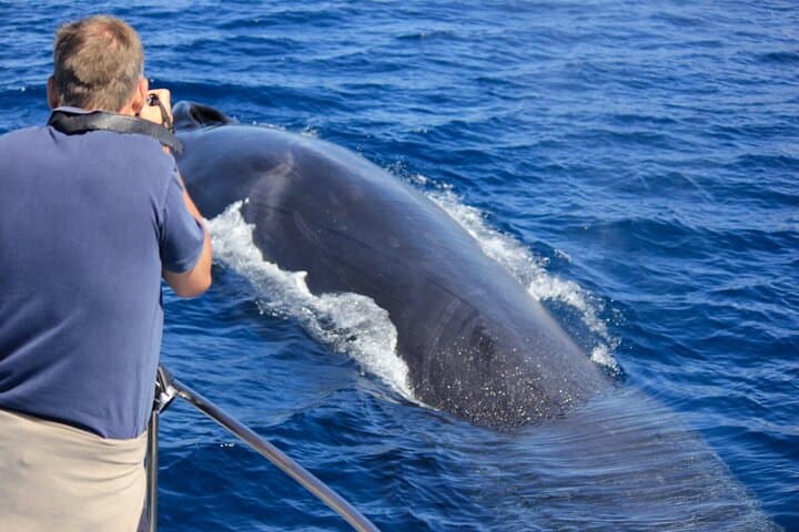 Terceira Private Whale Watching and Dolphin Swim — Azores Marine Encounter