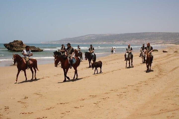Coastal Horseback Riding in Agadir: 2-Hour Dune & Eucalyptus Forest Ride photo 6