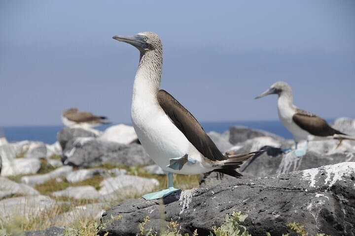 Galapagos Islands 7-Day Wildlife and Snorkel Tour from Puerto Ayora photo 6