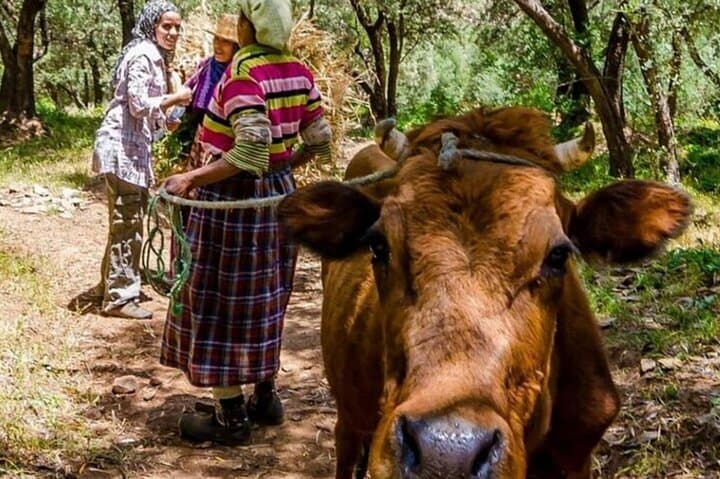 Cook with an Amazigh Family: Atlas Mountains Cooking Class from Marrakech photo 5