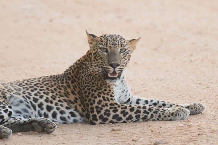 Yala National Park Private Safari: Full-Day Leopard & Elephant 4WD from Colombo photo 3
