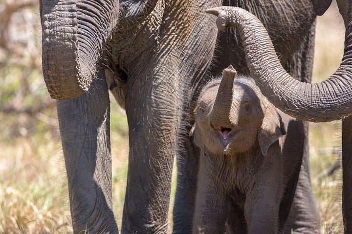 Yala National Park Private Safari: Full-Day Leopard & Elephant 4WD from Colombo photo 4