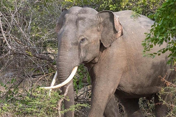 Yala National Park Private Safari: Full-Day Leopard & Elephant 4WD from Colombo photo 5