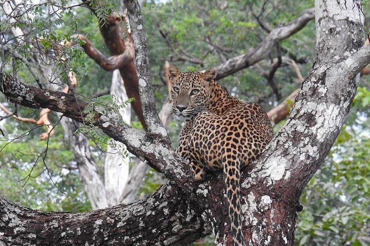 Yala National Park Private Safari: Full-Day Leopard & Elephant 4WD from Colombo photo 6