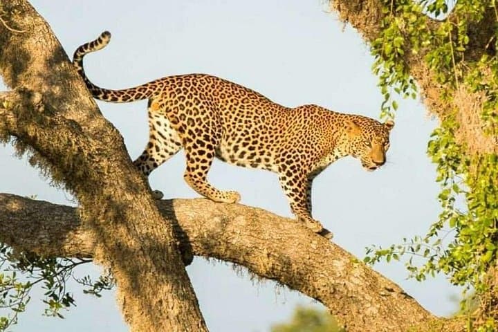Yala National Park Private Safari: Full-Day Leopard & Elephant 4WD from Colombo