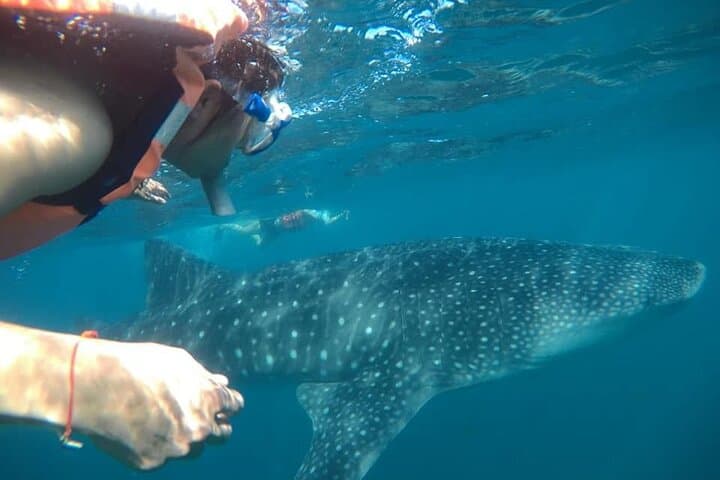 Swim with La Paz Whale Sharks: Guided Snorkel from the Malecon