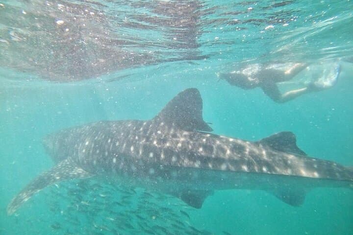 Swim with La Paz Whale Sharks: Guided Snorkel from the Malecon photo 2
