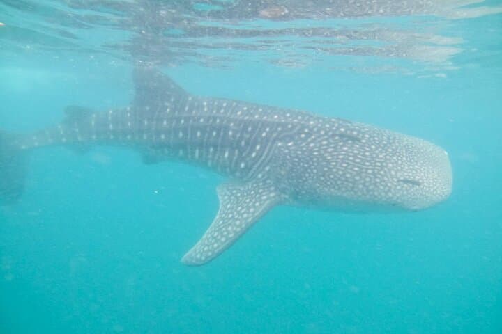 Swim with La Paz Whale Sharks: Guided Snorkel from the Malecon photo 3