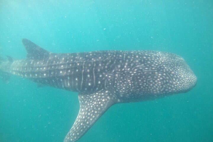 Swim with La Paz Whale Sharks: Guided Snorkel from the Malecon photo 4