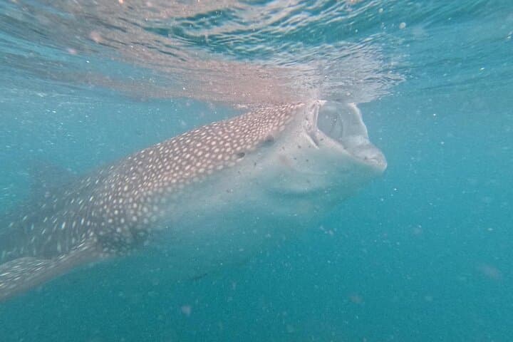 Swim with La Paz Whale Sharks: Guided Snorkel from the Malecon photo 5