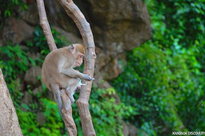 Khao Sok One-Day: Cheow Lan Lake, Bamboo Rafting & Monkey Temple Tour photo 4
