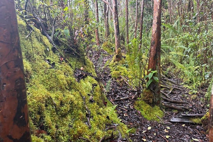 Waiale Waterfalls Hike & Swim with Native Hawaiian Guide — Hilo Waterfall Adventure photo 5