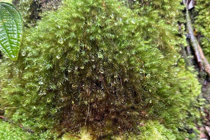 Waiale Waterfalls Hike & Swim with Native Hawaiian Guide — Hilo Waterfall Adventure photo 6
