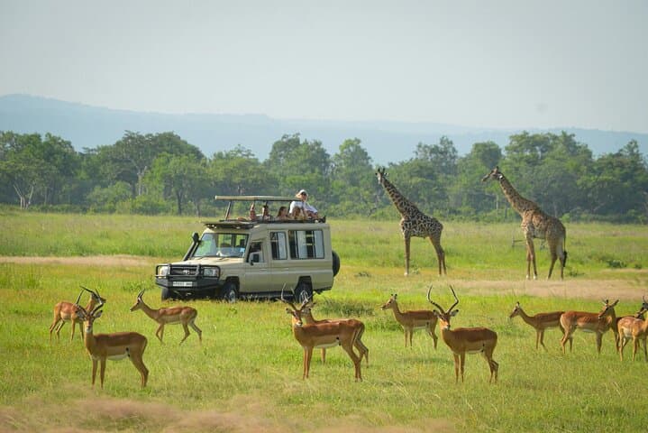 Mikumi Day Safari from Zanzibar: One-Day Game Drive to See Elephants, Lions & Giraffes photo 6