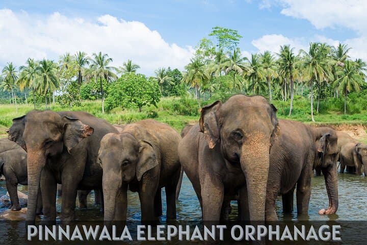 Serenity Escape: 5-Day Eco-Friendly Private Tour of Sri Lanka photo 4