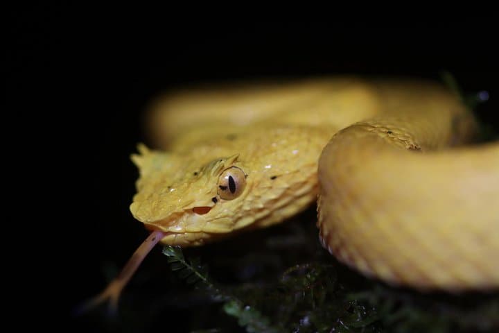Night Walk at Arenal Volcano: Guided Rainforest Wildlife Hike at Mirador El Silencio photo 2