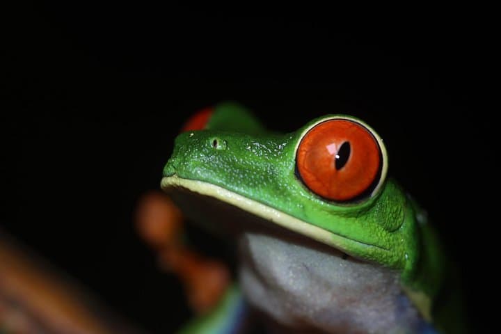Night Walk at Arenal Volcano: Guided Rainforest Wildlife Hike at Mirador El Silencio photo 4