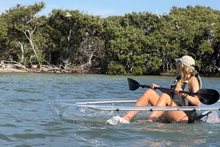 Clear Kayak Tour of Clearwater Beach: Clear-Hull Kayaking & Dolphin Watching photo 2