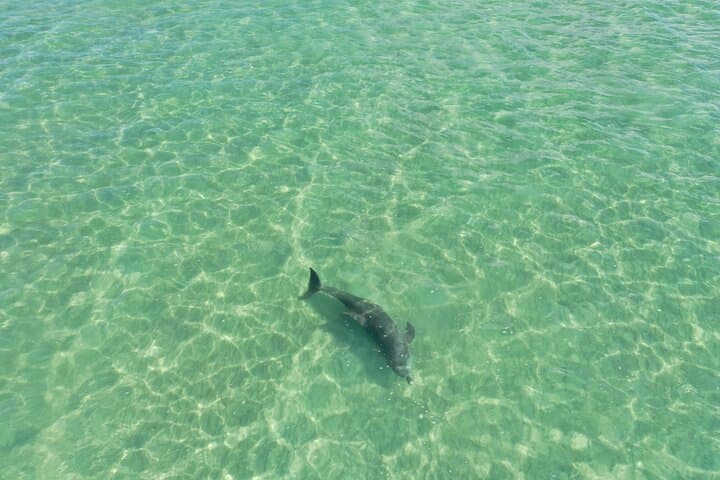 Clear Kayak Tour of Clearwater Beach: Clear-Hull Kayaking & Dolphin Watching photo 4