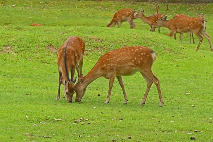Kansai Day Trip: Nara Deer, Fushimi Inari Torii & Arashiyama Bamboo Grove photo 2