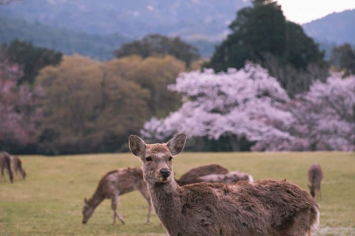 Kansai Day Trip: Nara Deer, Fushimi Inari Torii & Arashiyama Bamboo Grove photo 3