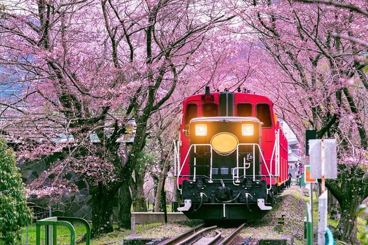Kansai Day Trip: Nara Deer, Fushimi Inari Torii & Arashiyama Bamboo Grove photo 1