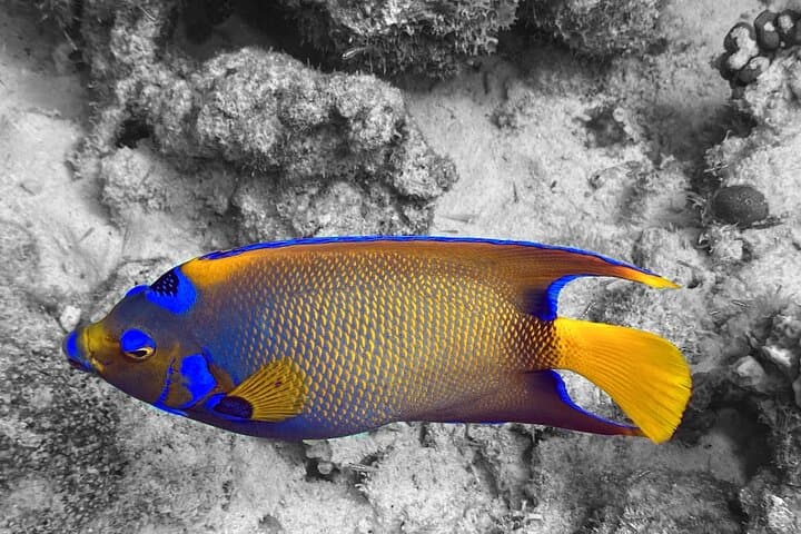 Private Two‑Tank Boat Dive in Bonaire — Customized Small‑Group Scuba Adventure photo 6