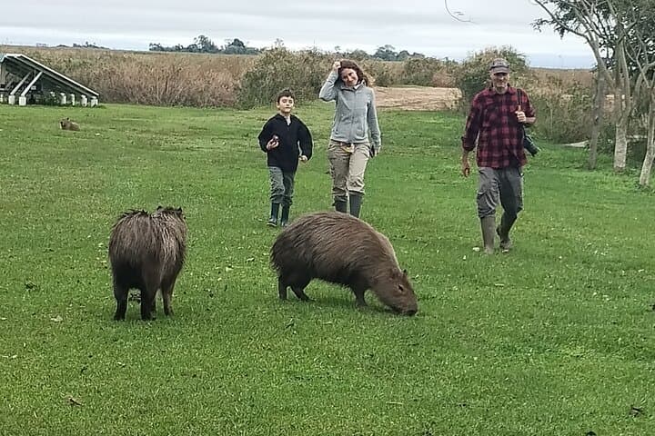 On-Foot Safari Through the Iberá Wetlands: Walk with Capybaras and Caimans photo 6