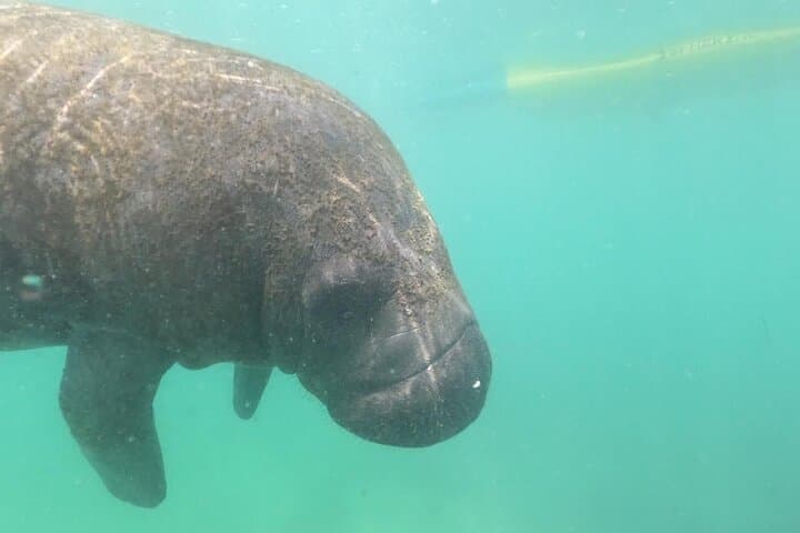 Sunrise Kayak Eco Adventure in San Juan's Condado Lagoon photo 2