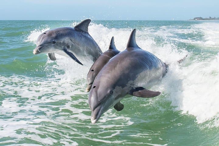 South Padre Island Dolphin and Wildlife Cruise with SpaceX Views photo 6