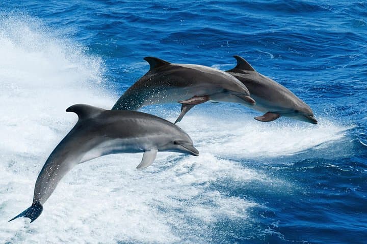 South Padre Island Dolphin and Wildlife Cruise with SpaceX Views