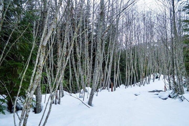Gondola Snowshoeing & Winter Photography near Vancouver photo 4