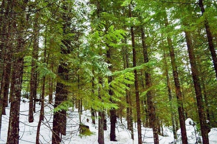Gondola Snowshoeing & Winter Photography near Vancouver photo 3