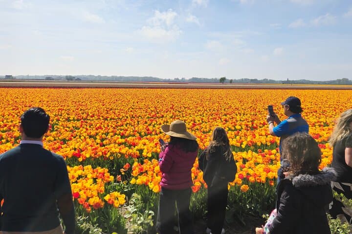 Quick Tulip Fields & Zaanse Schans: Private Schiphol Layover Tour photo 2